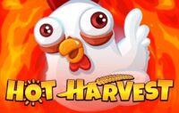 Hot Harvest logo