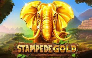 Stampede Gold