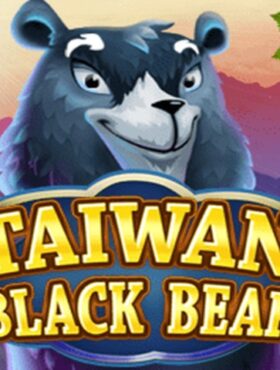 Taiwan Black Bear