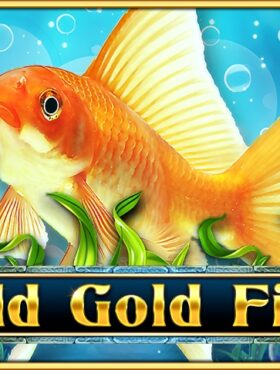 Wild Gold Fish